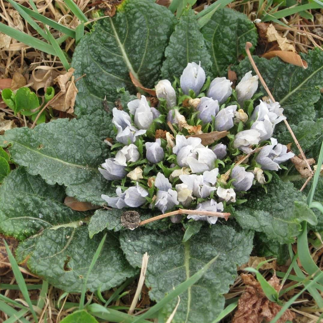 Kräuterlikör "Mandragora" – Bild 2